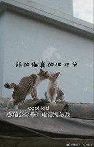 我的猫真的很过分
